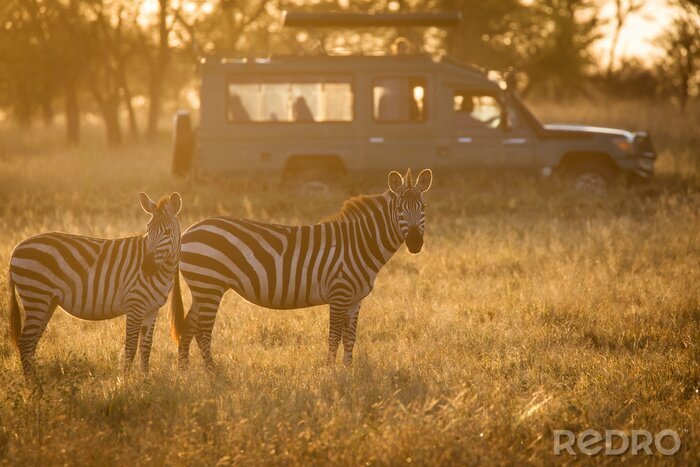 Fotobehang Afrikaans landschap met zebra's