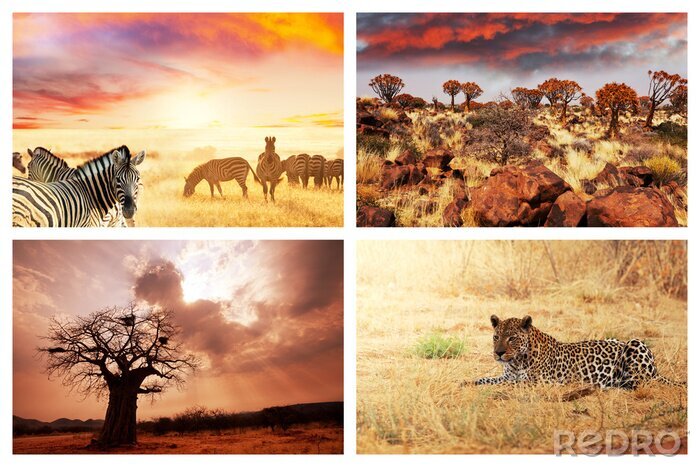 Fotobehang Afrikaans motief met dieren