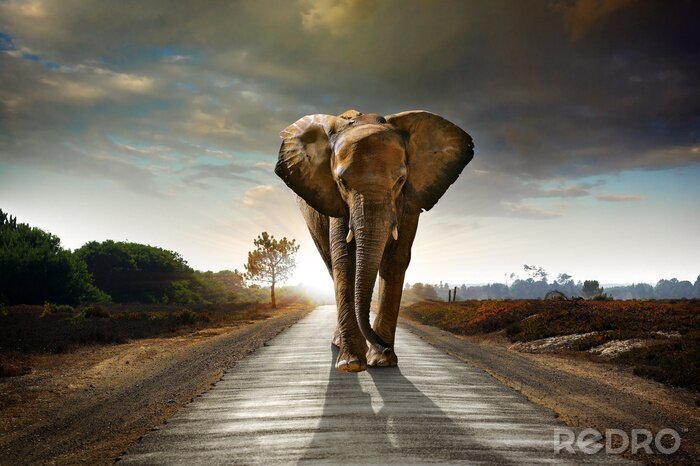 Fotobehang Afrikaans wild dier op de weg