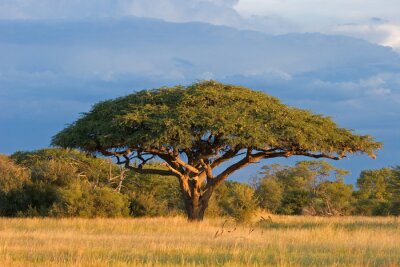Fotobehang Afrikaanse acaciaboom in het Zimbabwe National Park