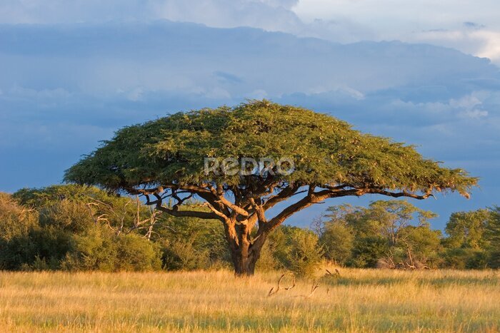 Fotobehang Afrikaanse acaciaboom in het Zimbabwe National Park