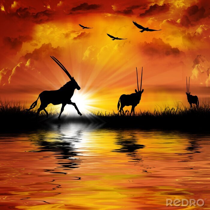 Fotobehang Afrikaanse antilopedieren in de zon