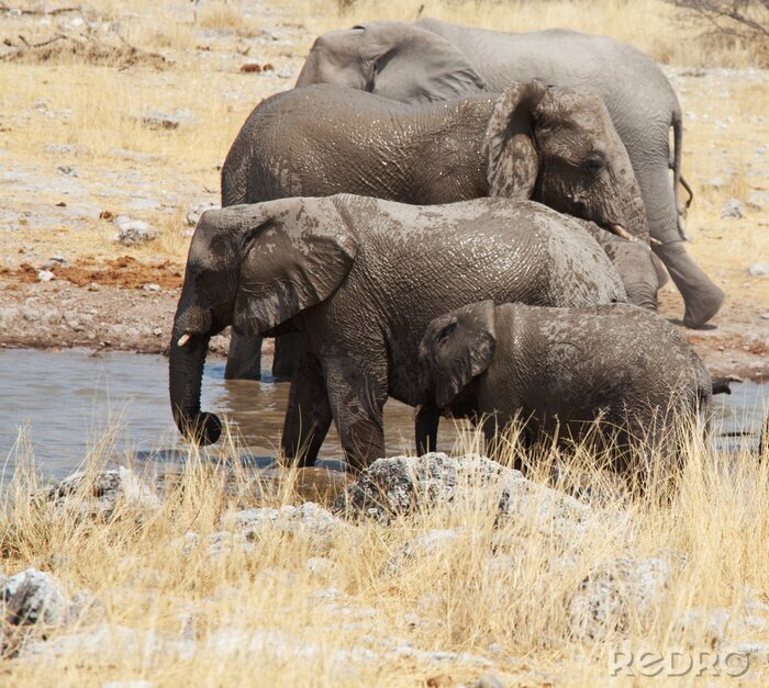 Fotobehang Afrikaanse dieren