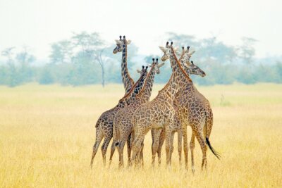 Fotobehang Afrikaanse dieren in een groep