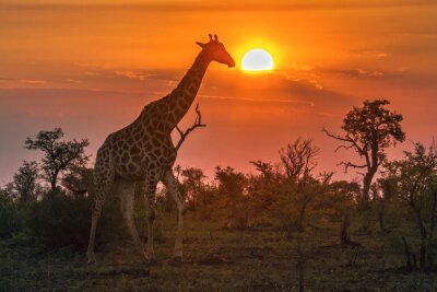Fotobehang Afrikaanse dieren in het Krugerpark