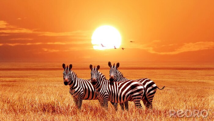 Fotobehang Afrikaanse dieren op de achtergrond van zonsondergang