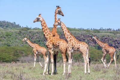 Fotobehang Afrikaanse dieren op de savanne