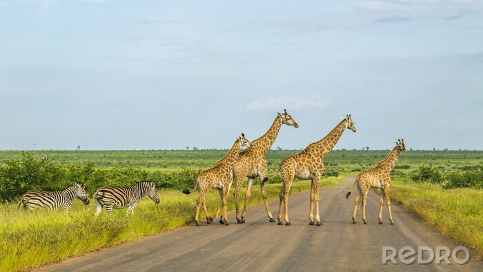 Fotobehang Afrikaanse dieren steken de straat over