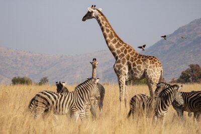 Fotobehang Afrikaanse dieren tussen de grassen