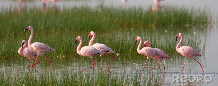 Fotobehang Afrikaanse flamingo's in een nationaal park
