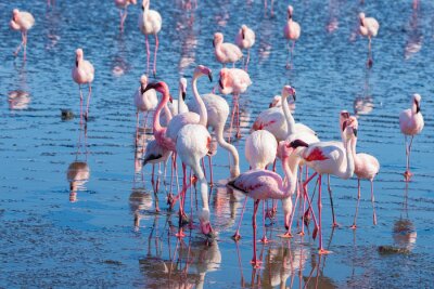 Fotobehang Afrikaanse flamingo's in het water