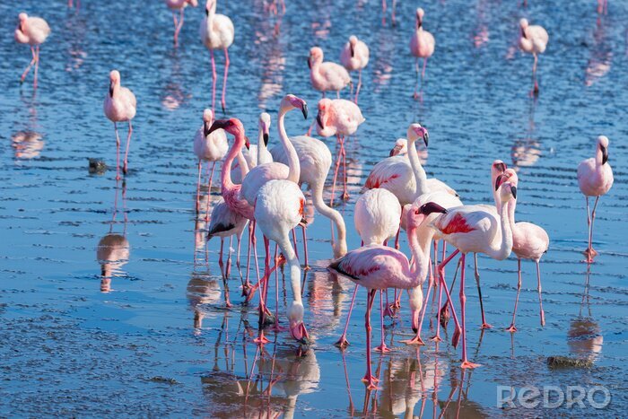 Fotobehang Afrikaanse flamingo's in het water