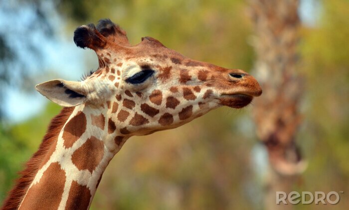 Fotobehang Afrikaanse giraf op safari