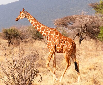 Fotobehang Afrikaanse giraffe op de savanne