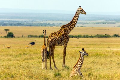 Fotobehang Afrikaanse giraffen op de savanne