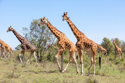 Fotobehang Afrikaanse giraffen op safari