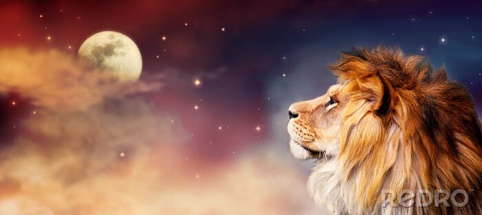 Fotobehang Afrikaanse leeuw die naar de maan staart