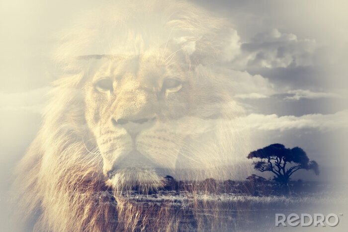 Fotobehang Afrikaanse leeuw met savanne op de achtergrond