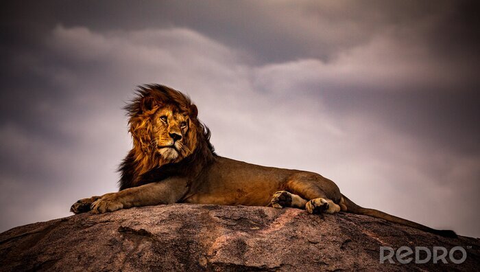 Fotobehang Afrikaanse leeuw op een rots