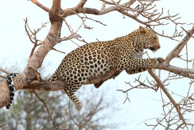 Fotobehang Afrikaanse luipaard in de boom