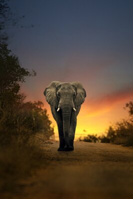 Fotobehang Afrikaanse olifant lopen in zonsondergang