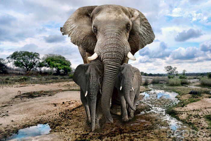 Fotobehang Afrikaanse olifant met kinderen