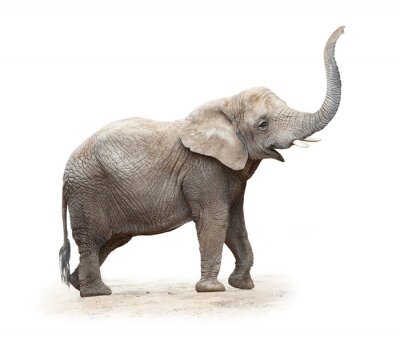 Fotobehang Afrikaanse olifant met opgeheven slurf
