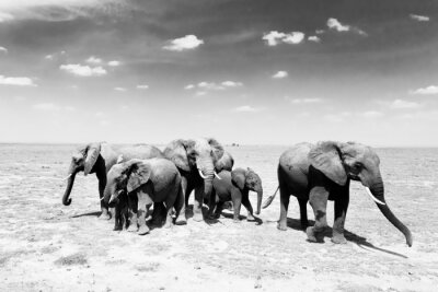 Fotobehang Afrikaanse olifant op de hemelachtergrond