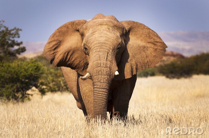Fotobehang Afrikaanse olifant op de savanne