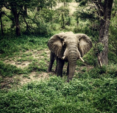 Fotobehang Afrikaanse olifant op de weg