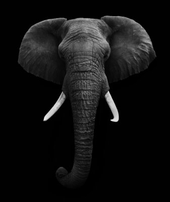 Afrikaanse olifant op een zwarte achtergrond