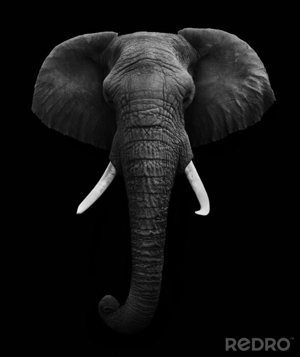 Fotobehang Afrikaanse olifant op een zwarte achtergrond