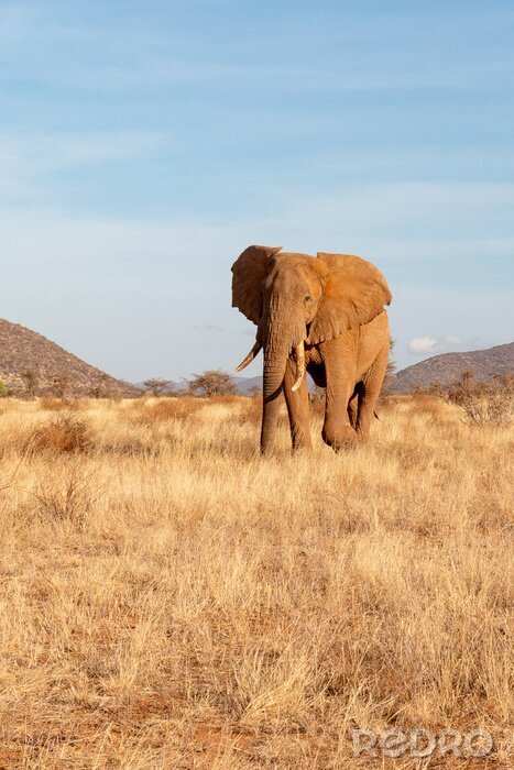 Fotobehang Afrikaanse olifant op safari