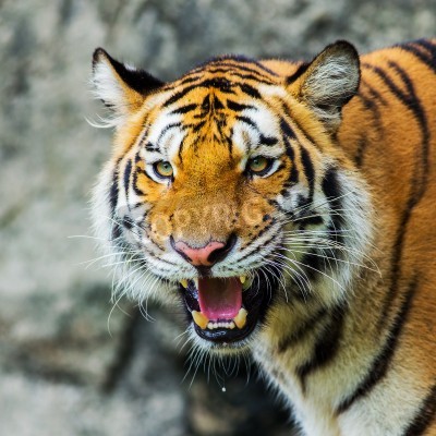 Fotobehang Afrikaanse tijger in de dierentuin