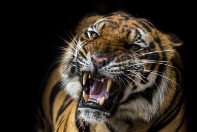 Fotobehang Afrikaanse tijger op een zwarte achtergrond
