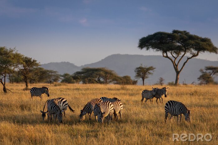 Fotobehang Afrikaanse zebra's op de savanne