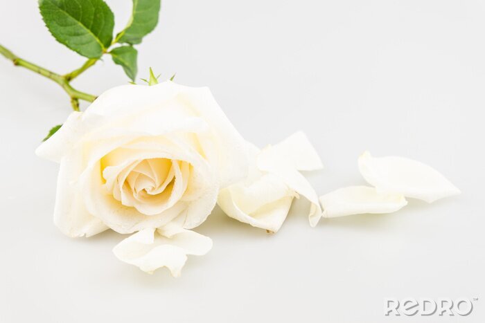 Fotobehang Afzonderlijke witte roos