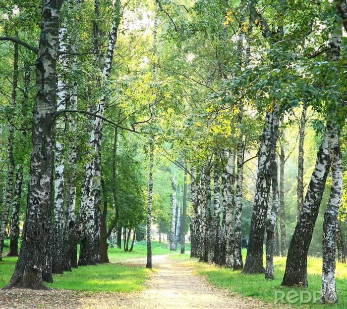 Fotobehang Alley van bomen op een zonnige dag