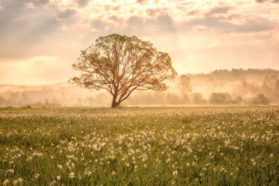 Fotobehang Amazing nature landscape with single tree and flowering meadow of white wild growing narcissus flowers in morning dew at sunrise. Daffodil valley, nature reserve near Khust, Transcarpathia, Ukraine