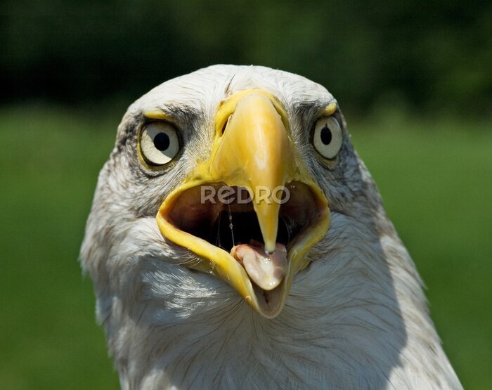 Fotobehang amerikaanse blad adelaar