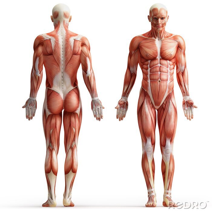 Fotobehang anatomie, spieren