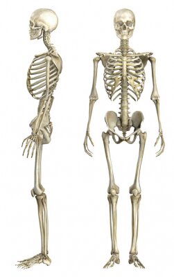 Fotobehang Anatomische Darstellung Menschliches Skelett 1