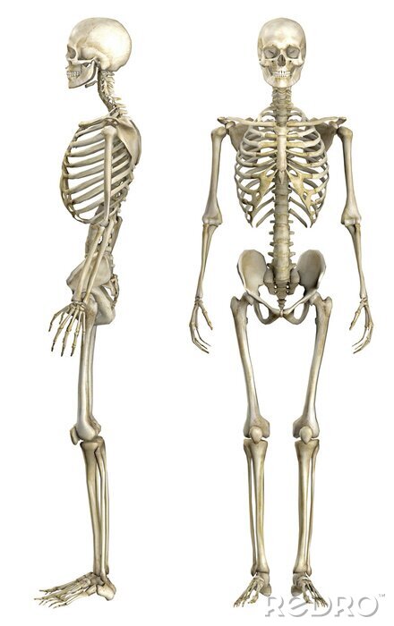 Fotobehang Anatomische Darstellung Menschliches Skelett 1