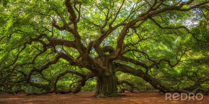 Fotobehang Angel Oak Tree Panorama 