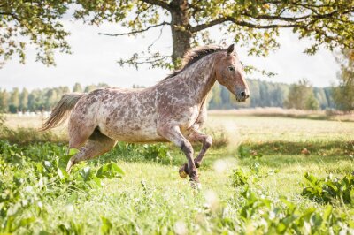 Fotobehang Appaloosa paard dat op het veld in de zomer