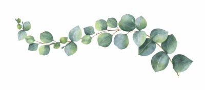 Fotobehang Aquarel eucalyptus