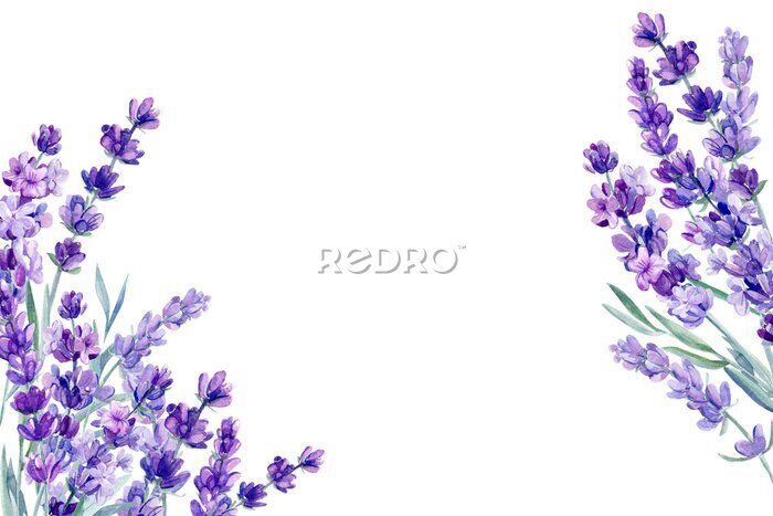 Fotobehang Aquarel lavendel