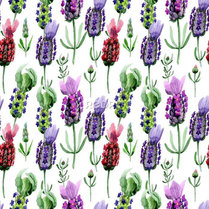 Fotobehang Aquarel lavendelbloemen op witte achtergrond