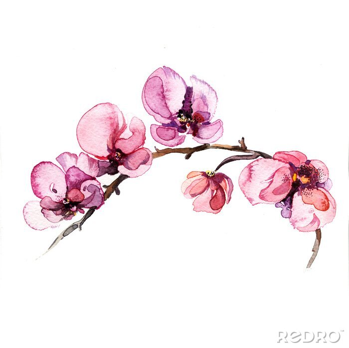 Fotobehang Aquarel orchideeënbloemen op een tak