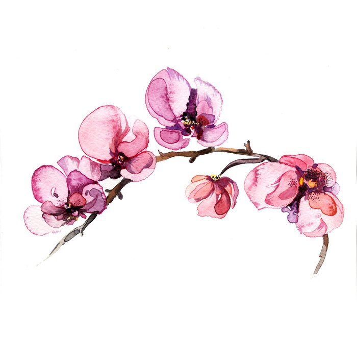 Fotobehang Aquarel orchideeënbloemen op een tak